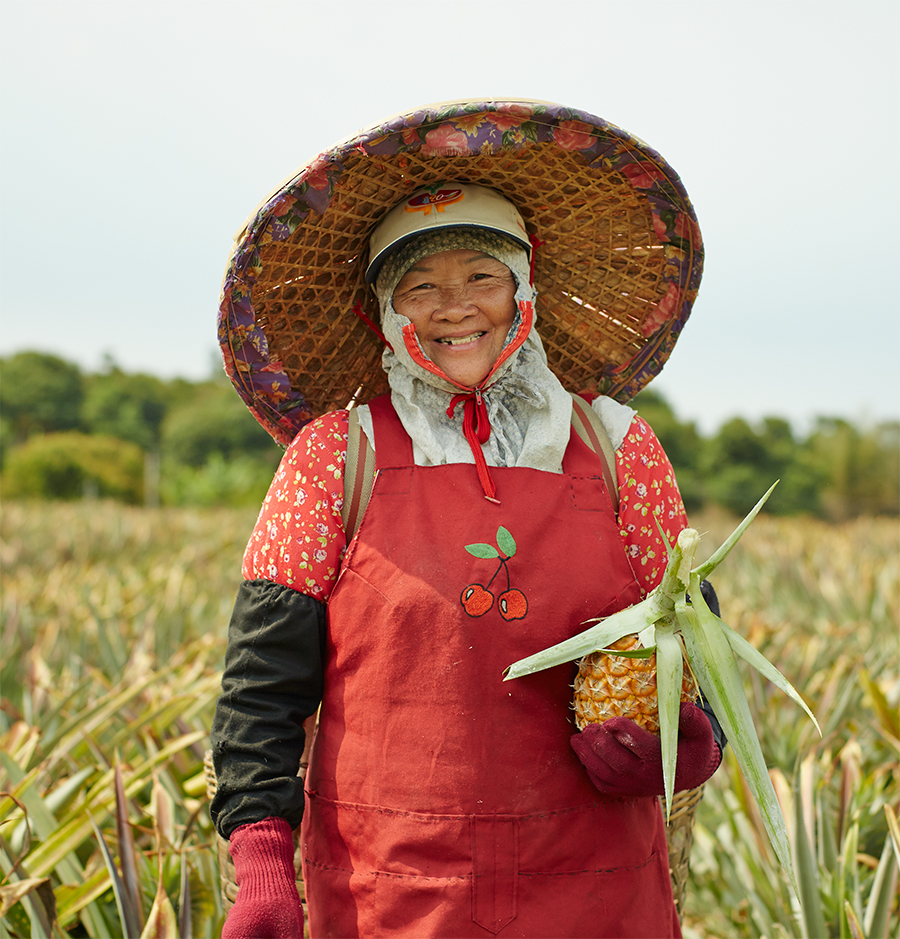南投のパイナップル畑のパイナップル農家