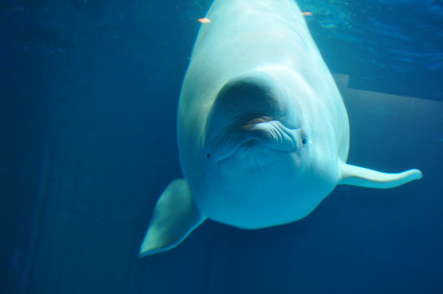 国立海洋生物博物館