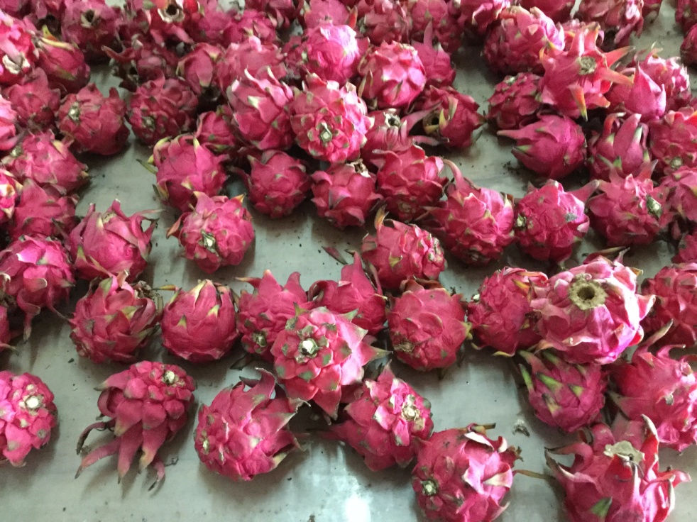 火龍果(フォウロングオ）