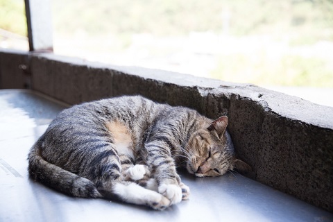 画像提供：台湾観光局/台湾観光協会